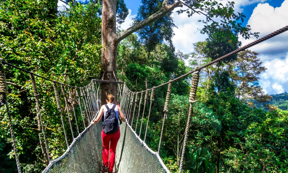 A person walking across a hanging bridge in a dense tropical rainforest in Borneo.