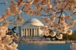 Cherry Blossoms in Washington DC