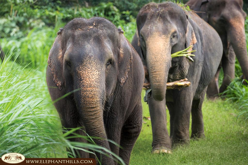 Elephant Hills Elephant Experience