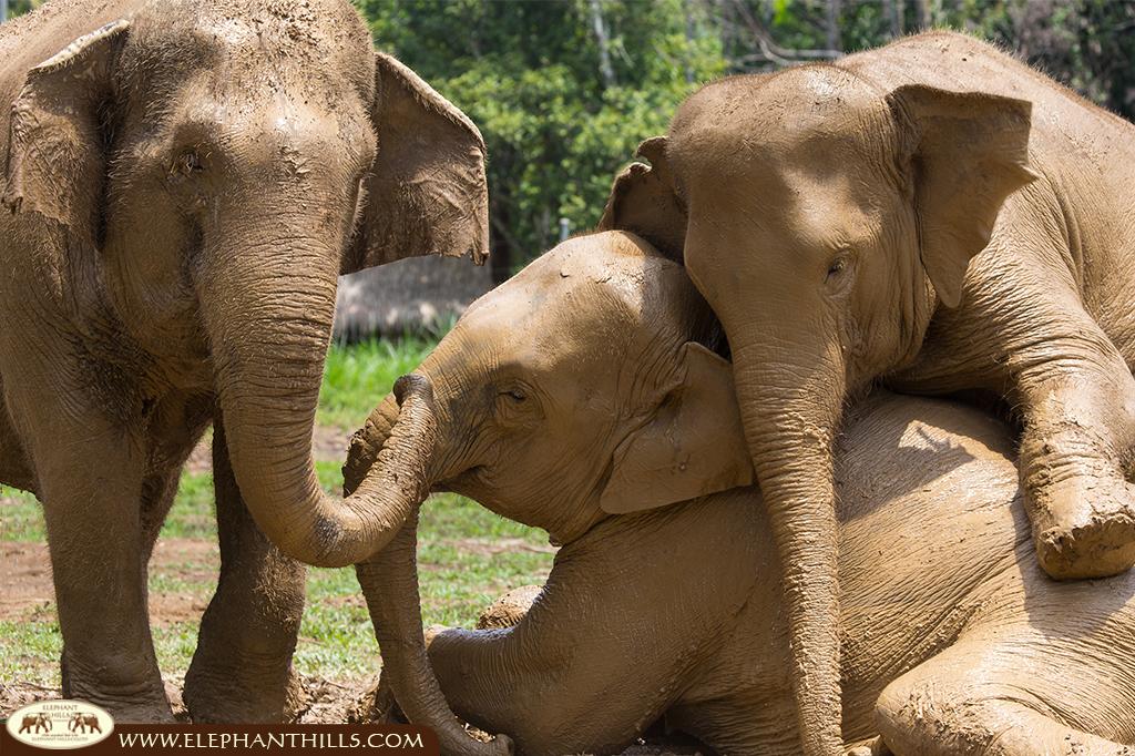 Elephant Hills