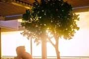 SSC_RA_OrangeGarden_Tree_Sunset_001